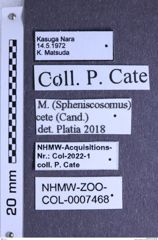 Etiketten zu Melanotus cete (NHMW-ZOO-COL-0007468)